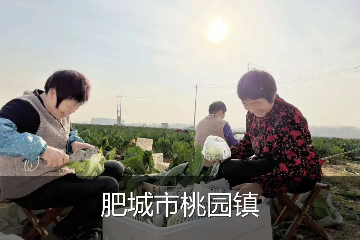 肥城市桃园镇